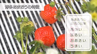 Berry Berry Lady