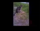つばき/猫作詞P ボーカロイドランキング compilation