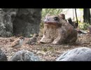 スズメたちと8月の生き物
