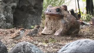 スズメたちと8月の生き物
