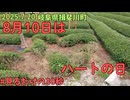 ハート型茶園を見るだけの30秒　岐阜県・揖斐川(いびがわ)町