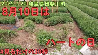 ハート型茶園を見るだけの30秒　岐阜県・揖斐川(いびがわ)町