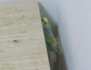下からかじるインコ 毛繕いキンカチョウ2025年8月10日