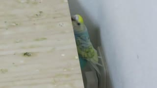 下からかじるインコ 毛繕いキンカチョウ2025年8月10日