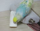インコがカルボーンを喰らう 毛繕いキンカチョウ2025年8月10日