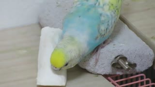 インコがカルボーンを喰らう 毛繕いキンカチョウ2025年8月10日