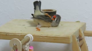 キンカチョウのかきかき ショート動画2025年8月10日