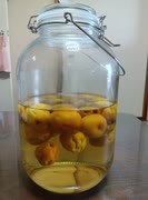 【ハイボール祭り夏の陣2025】ジン梅酒 2025 の経過報告【ST発酵食品祭2025】