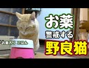 露骨にイヤな顔するし…【野良猫】