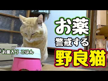 露骨にイヤな顔するし…【野良猫】