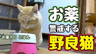 露骨にイヤな顔するし…【野良猫】