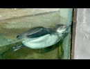 【東武動物公園】ピノちゃんのプカプカタイム【フンボルトペンギン】