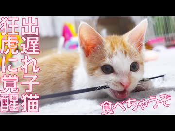 出遅れ子猫、狂った虎に覚醒する