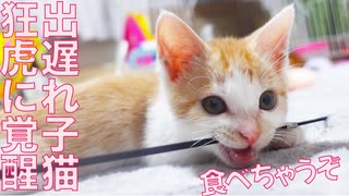 出遅れ子猫、狂った虎に覚醒する
