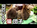 どんどん増えていく猫団子