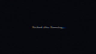 Outlook after flowering...開花後の見通し