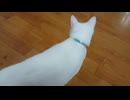 猫がいた