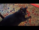 猫がいた