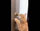 ホモと見るネコが大好きなタマのおもちゃ