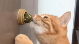 ホモと見るネコが大好きなタマのおもちゃ