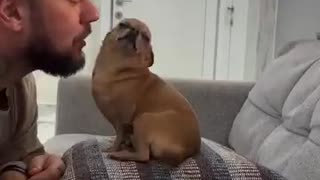 ホモと見る嫌そうだけど体は正直な犬