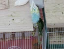 鳴き声に反応するインコとキンカチョウ2025年8月11日