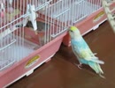 インコに譲るキンカチョウ　カゴの中で餌を譲る2025年8月11日