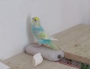 上を見るインコショート動画2025年8月11日