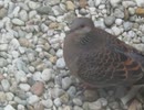鳩の顔アップ ショート動画2025年8月11日①
