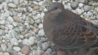 鳩の顔アップ ショート動画2025年8月11日①
