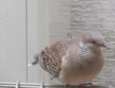 鳩の顔アップ　ショート動画2025年8月11日②