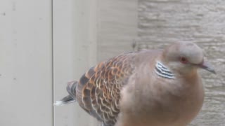 鳩の顔アップ　ショート動画2025年8月11日②
