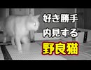 いい部屋 見つかった？【野良猫】