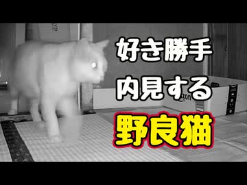 いい部屋 見つかった？【野良猫】