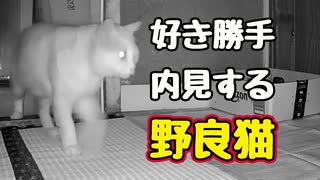 いい部屋 見つかった？【野良猫】