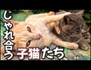 じゃれ合う子猫たち