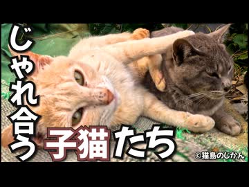 じゃれ合う子猫たち