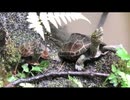 スズメたちと8月の生き物2