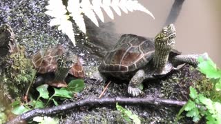 スズメたちと8月の生き物2