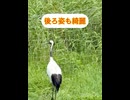 鶴さんに会いに行ってきた