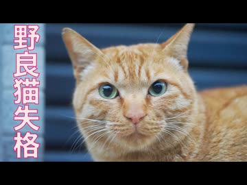 野良猫失格