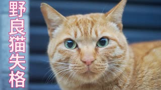 野良猫失格