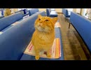 【癒し注意】フェリー待合室で出会った猫ちゃんが可愛すぎてニヤけた件ｗ