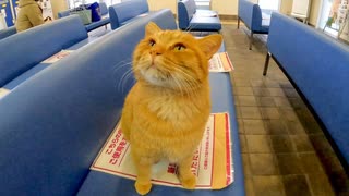 【癒し注意】フェリー待合室で出会った猫ちゃんが可愛すぎてニヤけた件ｗ