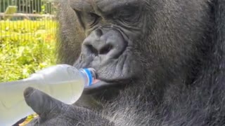 ホモと見るアクエリアスで水分補給してしまうゴリラ
