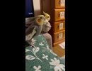 せーの！