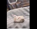 ホモと見る足を怪我した飼い主を真似るハムスター