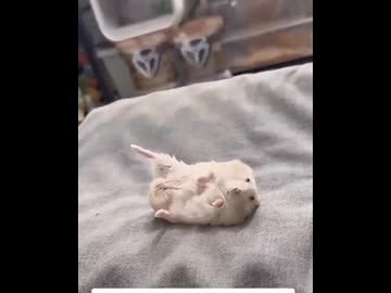 ホモと見る足を怪我した飼い主を真似るハムスター
