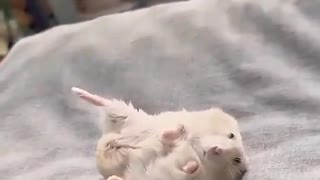 ホモと見る足を怪我した飼い主を真似るハムスター