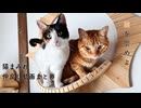 猫まみれ動画